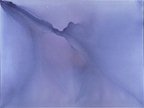 Acrilico       130 x 97 cm       1996